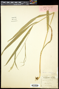 Bromus latiglumis image