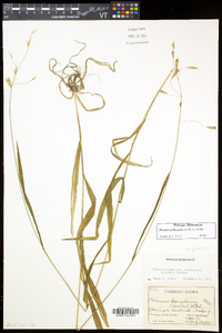 Bromus pubescens image