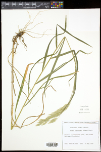 Bromus latiglumis image