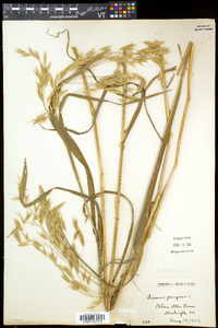 Bromus latiglumis image