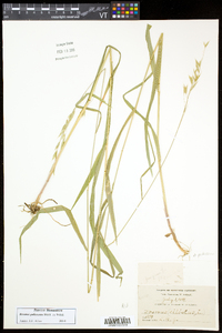 Bromus pubescens image