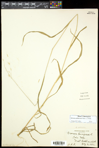 Bromus pubescens image