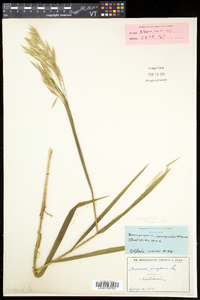 Bromus latiglumis image