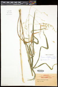 Bromus latiglumis image