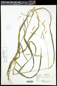 Bromus latiglumis image