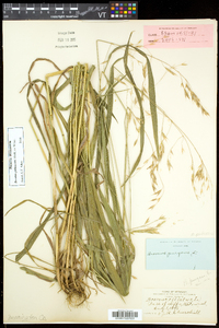 Bromus pubescens image