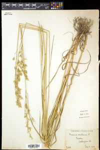 Bromus secalinus image