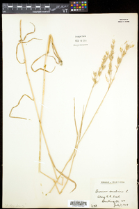 Bromus secalinus image