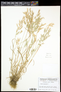 Bromus squarrosus image