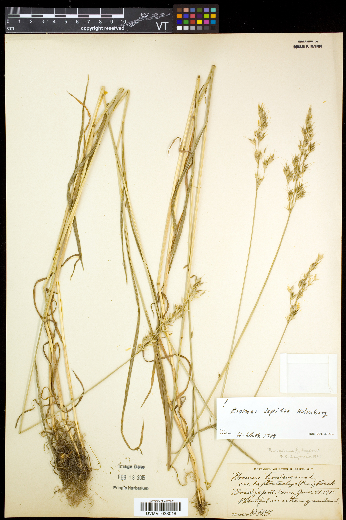 Bromus lepidus image