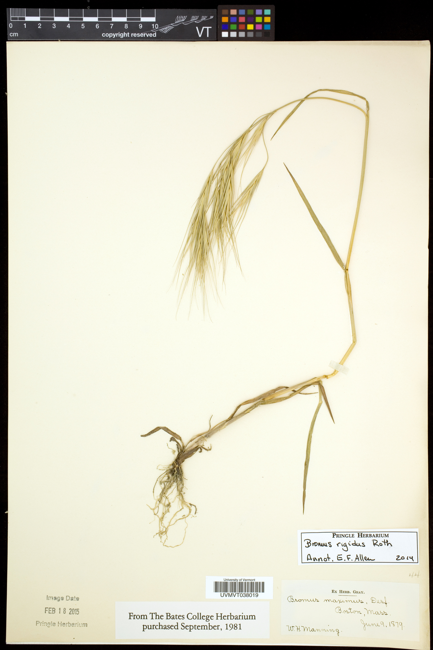 Bromus diandrus subsp. rigidus image