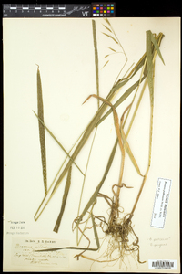 Bromus pubescens image