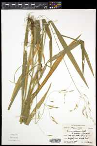 Bromus pubescens image