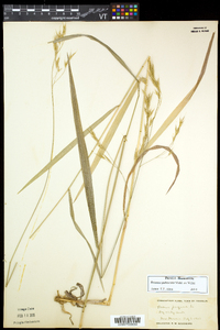 Bromus pubescens image