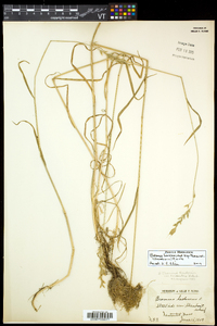Bromus hordeaceus subsp. thominei image