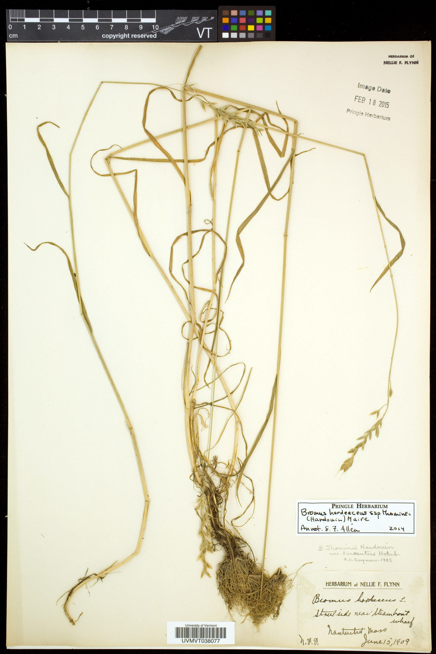 Bromus hordeaceus subsp. thominei image