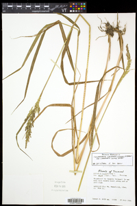 Calamagrostis canadensis var. langsdorffii image