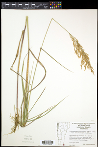 Calamagrostis canadensis var. canadensis image