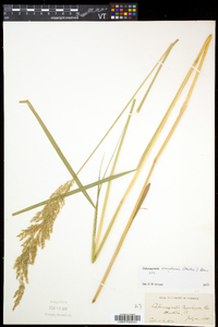 Calamagrostis canadensis var. canadensis image