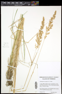 Calamagrostis epigeios subsp. glomerata image