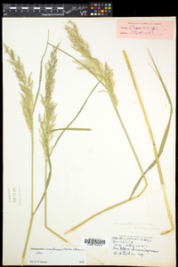 Calamagrostis canadensis var. canadensis image