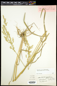 Calamagrostis stricta subsp. inexpansa image