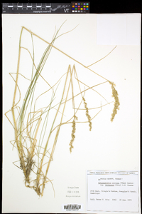 Calamagrostis stricta subsp. inexpansa image