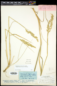 Calamagrostis stricta image