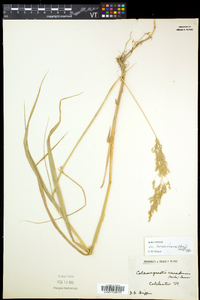 Calamagrostis canadensis var. macouniana image