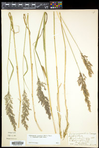 Calamagrostis canadensis var. langsdorffii image