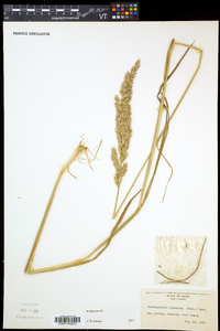 Calamagrostis cinnoides image