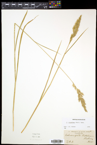 Calamagrostis cinnoides image