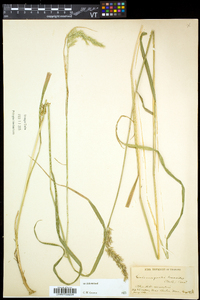 Calamagrostis cinnoides image