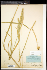 Calamagrostis cinnoides image