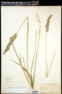 Calamagrostis cinnoides image