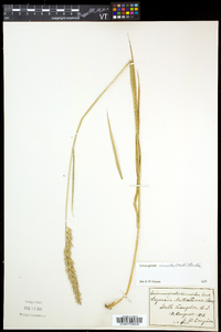 Calamagrostis cinnoides image