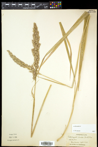 Calamagrostis cinnoides image