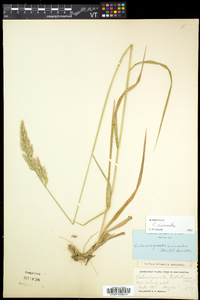 Calamagrostis cinnoides image