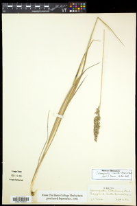 Calamagrostis cinnoides image