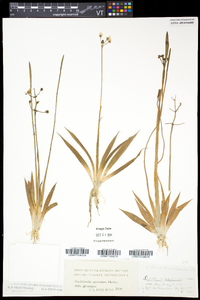 Sagittaria graminea image