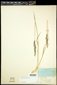 Calamagrostis pickeringii image