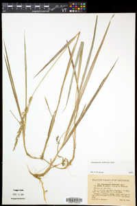 Calamagrostis pickeringii image