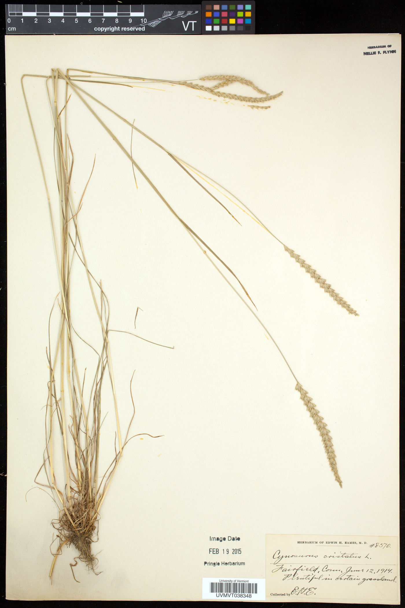 Cynosurus cristatus image