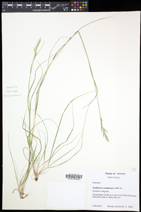 Danthonia compressa image