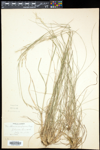 Danthonia compressa image