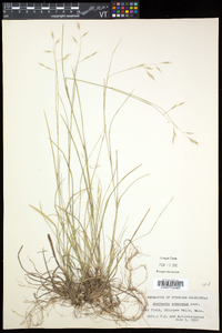 Danthonia compressa image