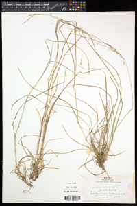 Danthonia compressa image