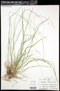 Danthonia compressa image