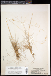 Deschampsia flexuosa image