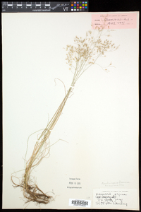 Deschampsia flexuosa image